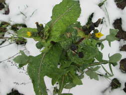 Plancia ëd Sonchus asper (L.) Hill