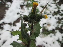 Plancia ëd Sonchus asper (L.) Hill