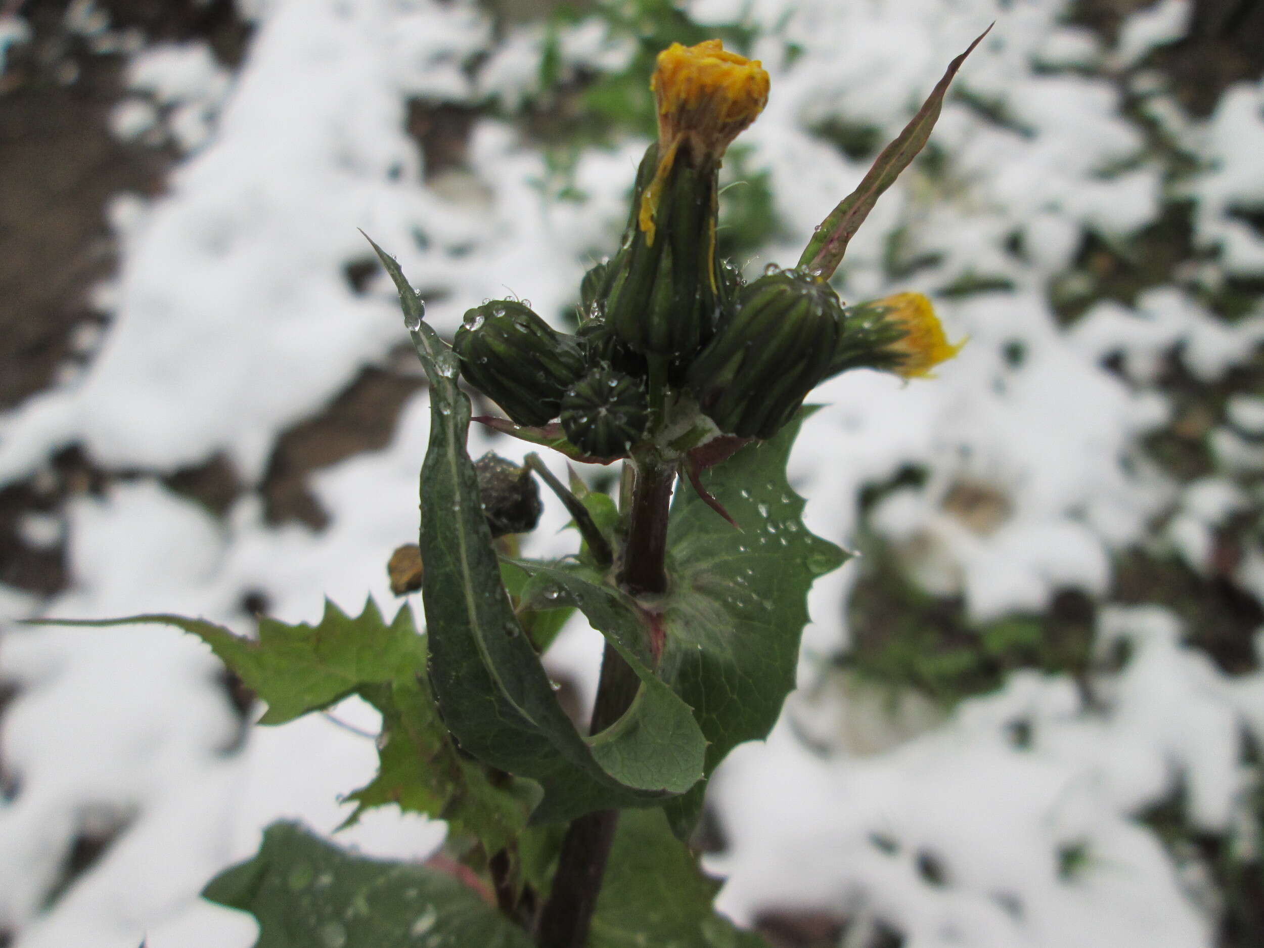 Plancia ëd Sonchus asper (L.) Hill