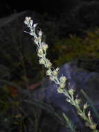 Image of Blue flax