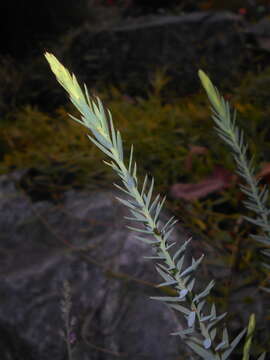 Image of Blue flax