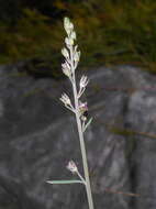 Image of Blue flax