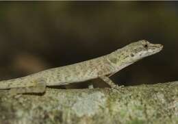 Image of Brown-eared anole