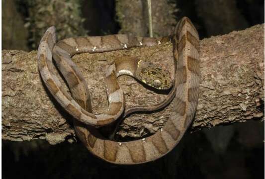 Image of Neotropical Snail-eater