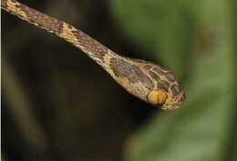 Image of Blunthead Tree Snake