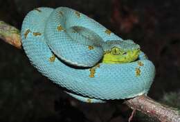 Imagem de Bothrops bilineatus (Wied-Neuwied 1821)