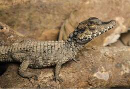 Image of Schneider's Smooth-fronted Caiman