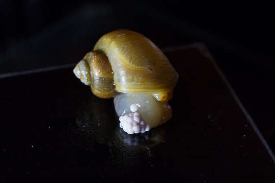 Image of Spike-topped applesnail