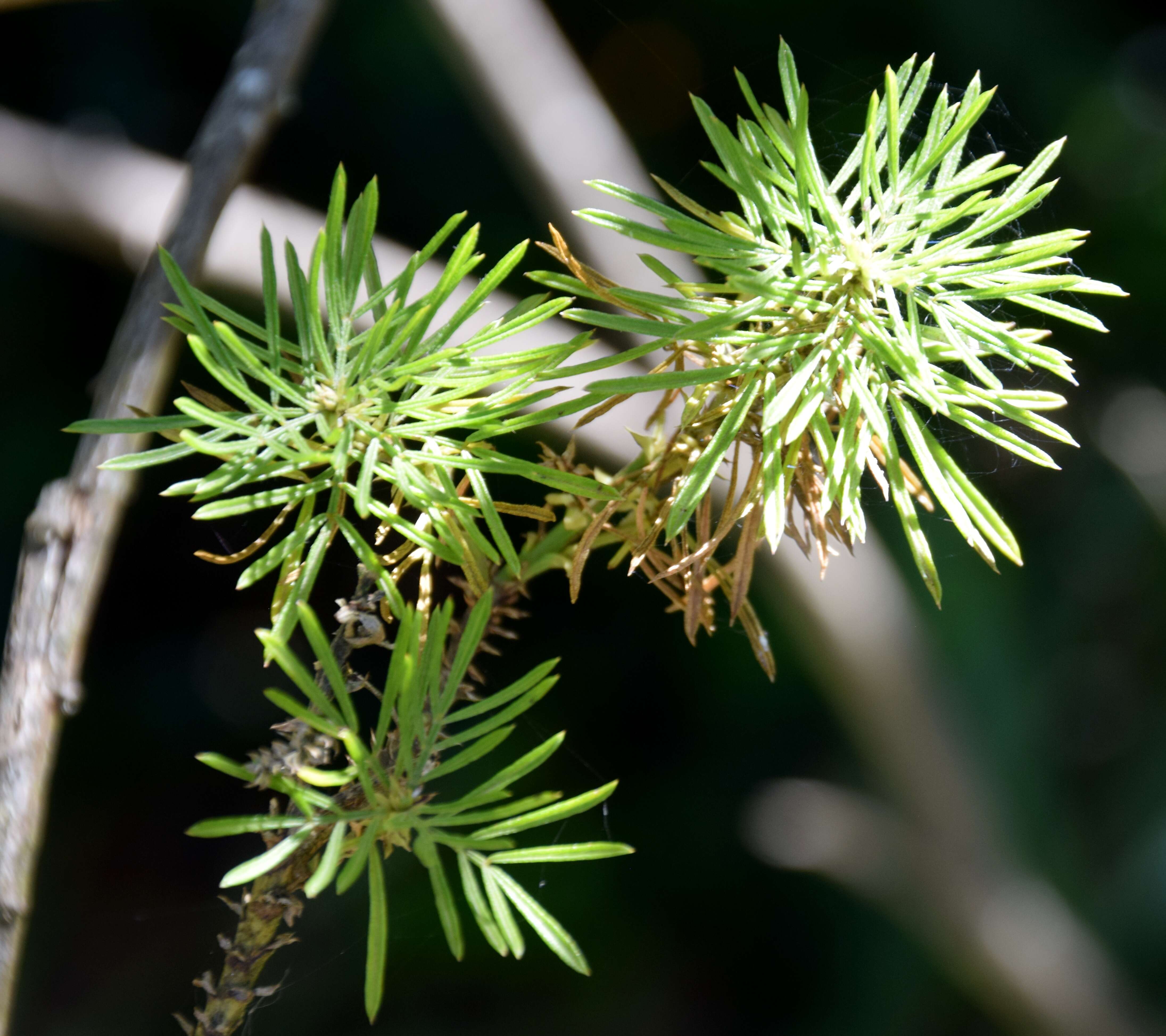 Plancia ëd Psoralea pinnata L.