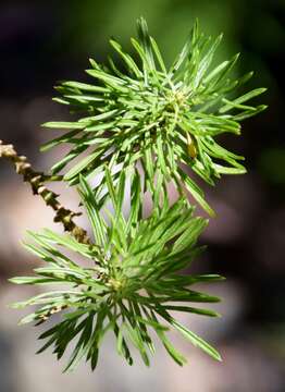 Imagem de Psoralea pinnata L.