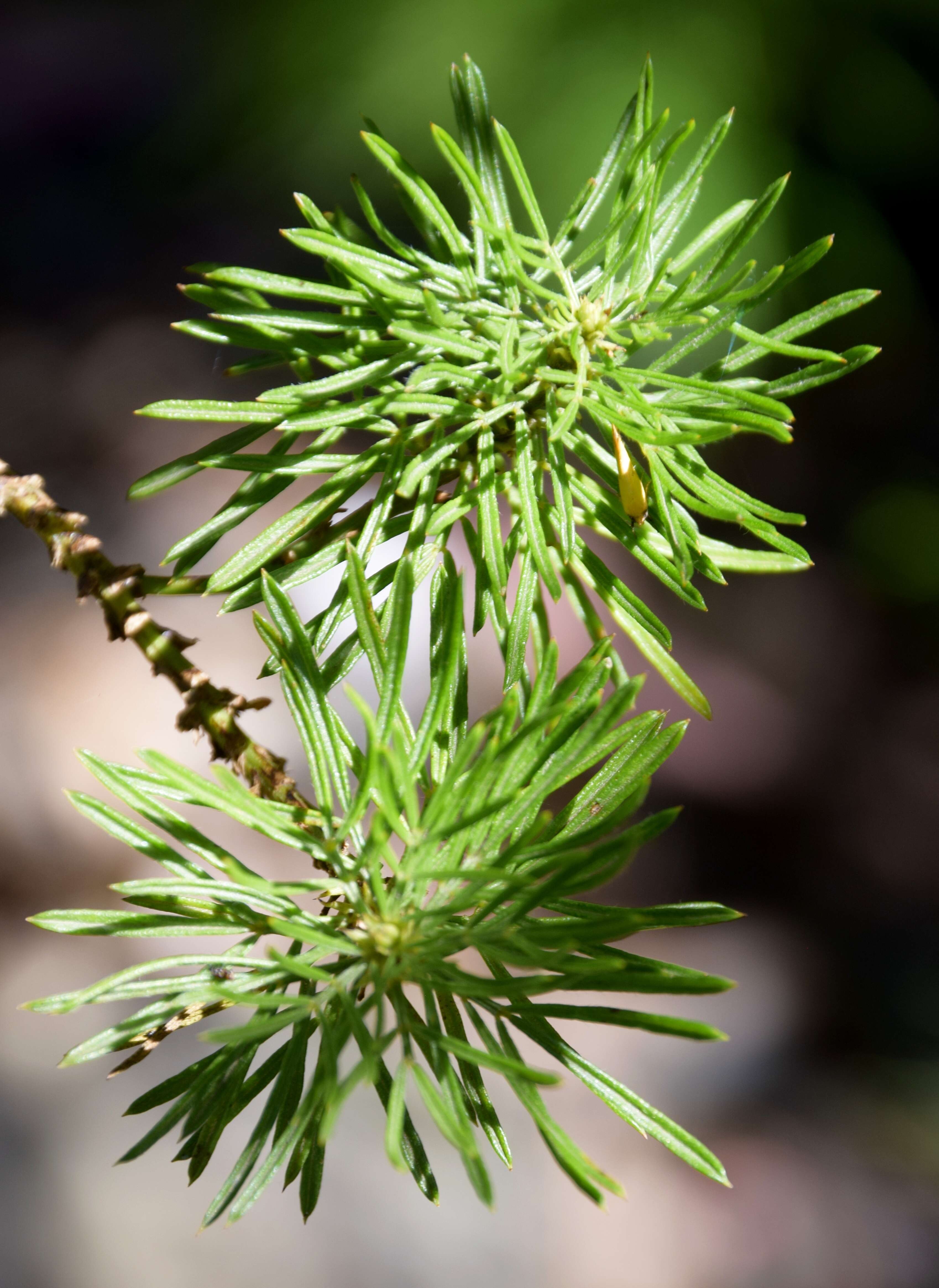 صورة Psoralea pinnata L.