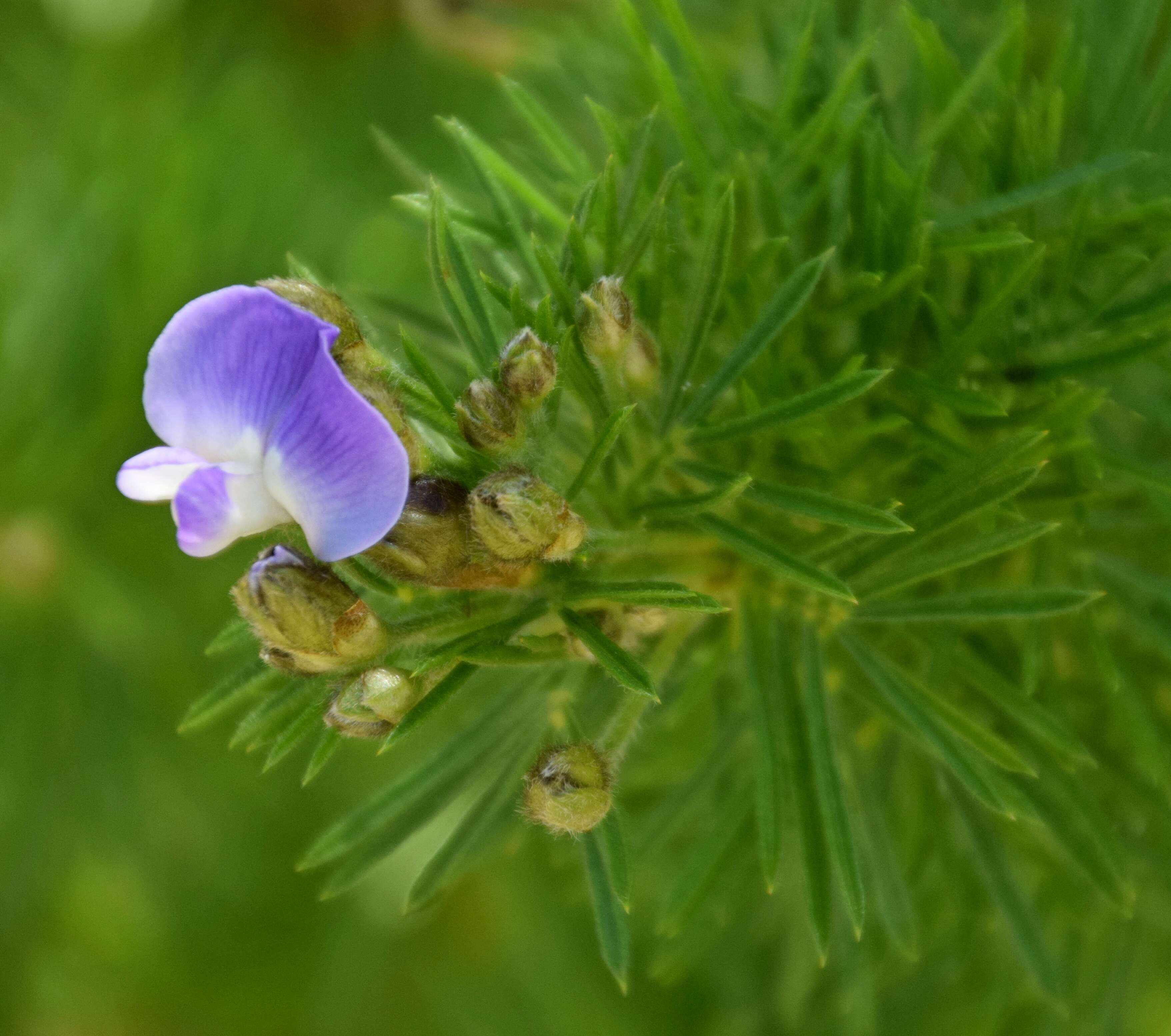 صورة Psoralea pinnata L.