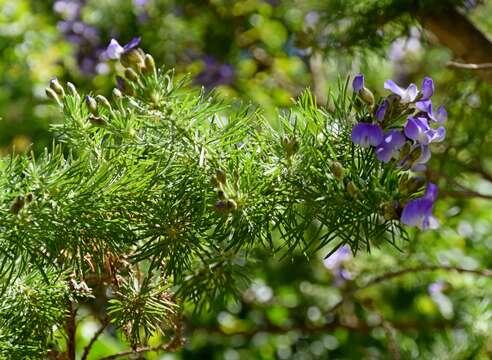 Imagem de Psoralea pinnata L.