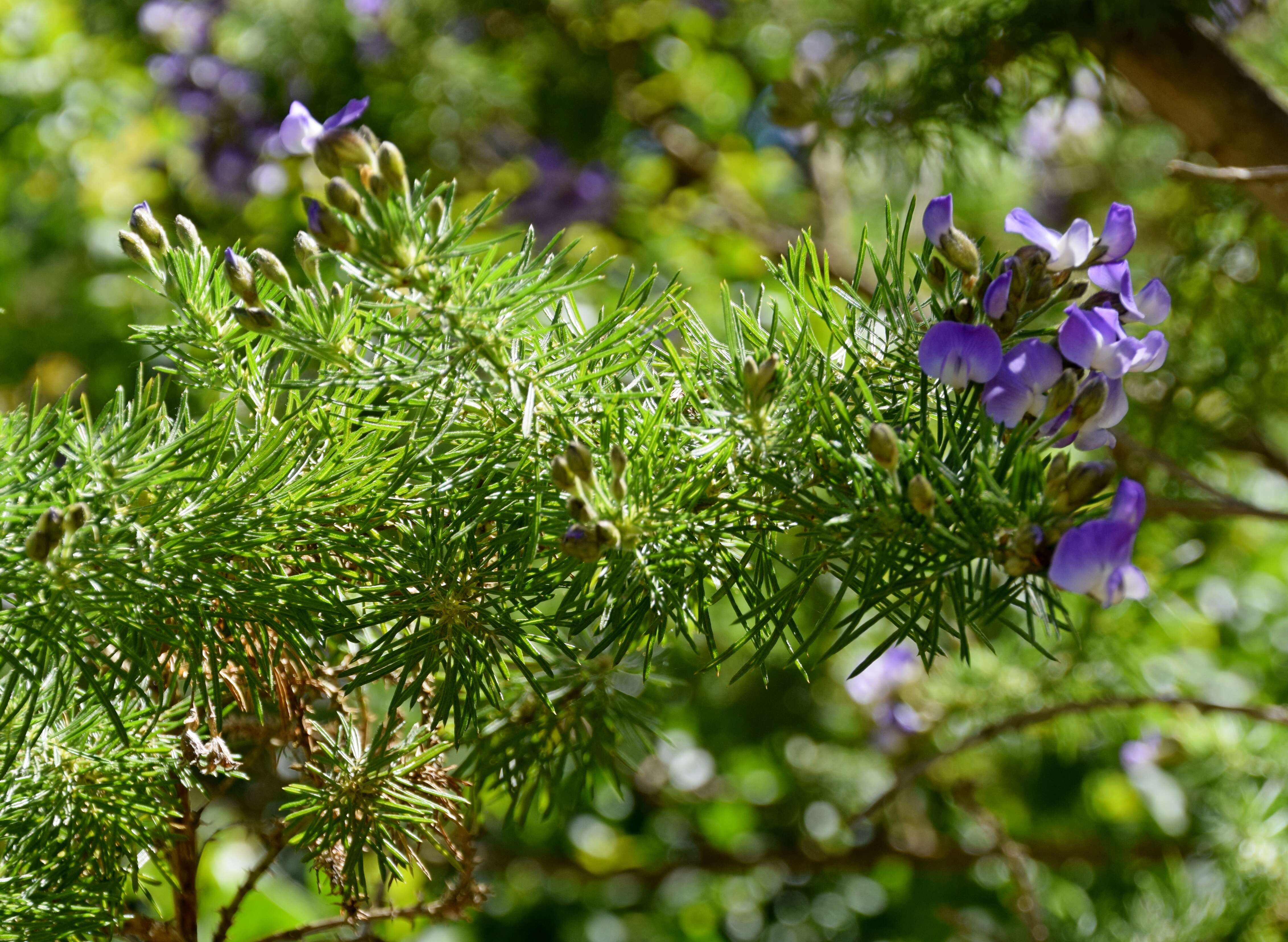 Image of Fountain bush