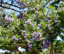 صورة Psoralea pinnata L.