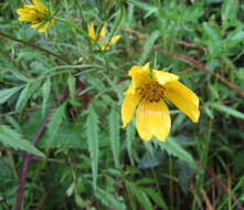 Image of Bidens polylepis S. F. Blake