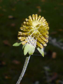 صورة Ratibida pinnata (Vent.) Barnh.