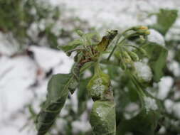 Plancia ëd Solanum nigrum L.