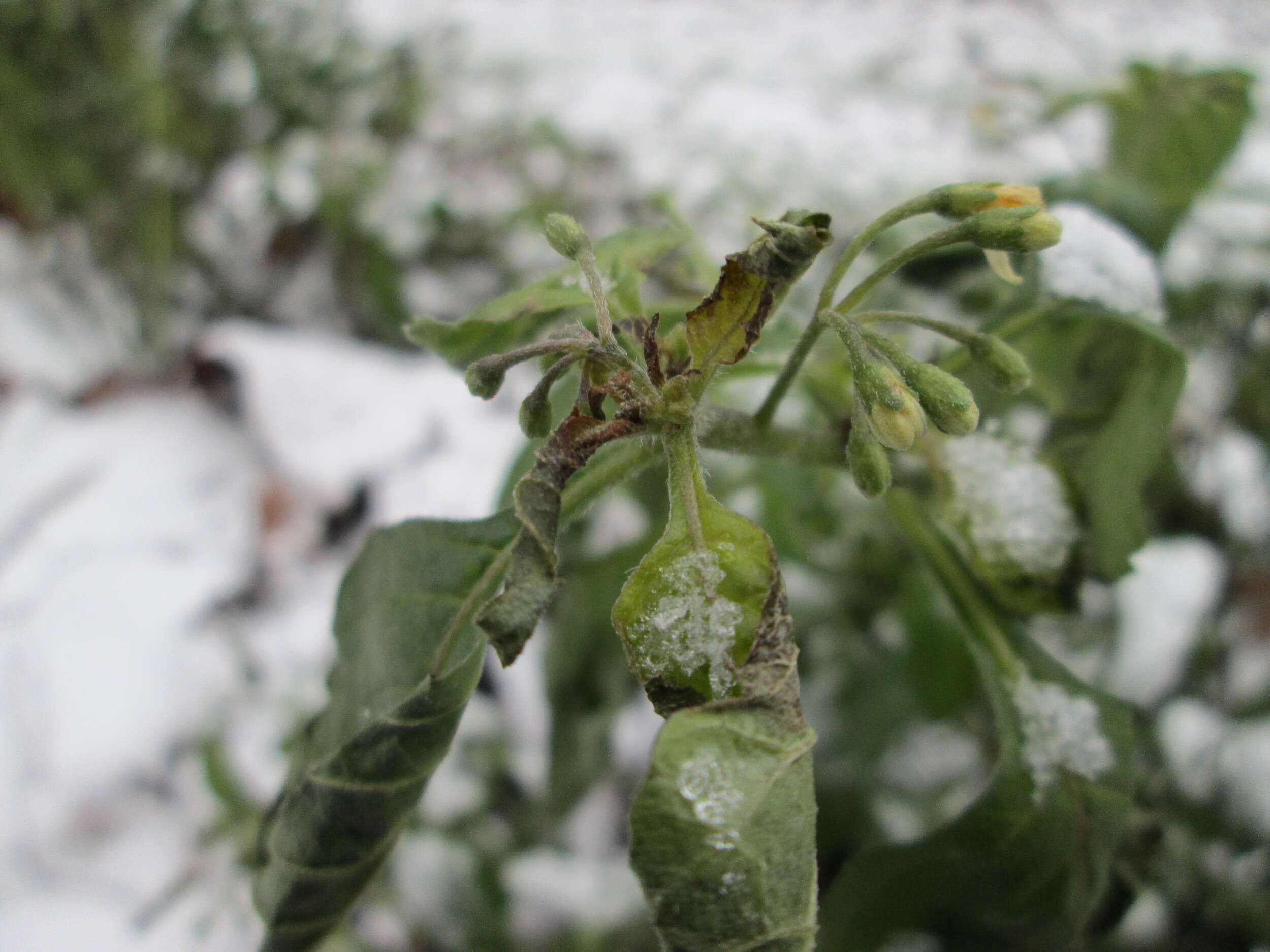 Plancia ëd Solanum nigrum L.