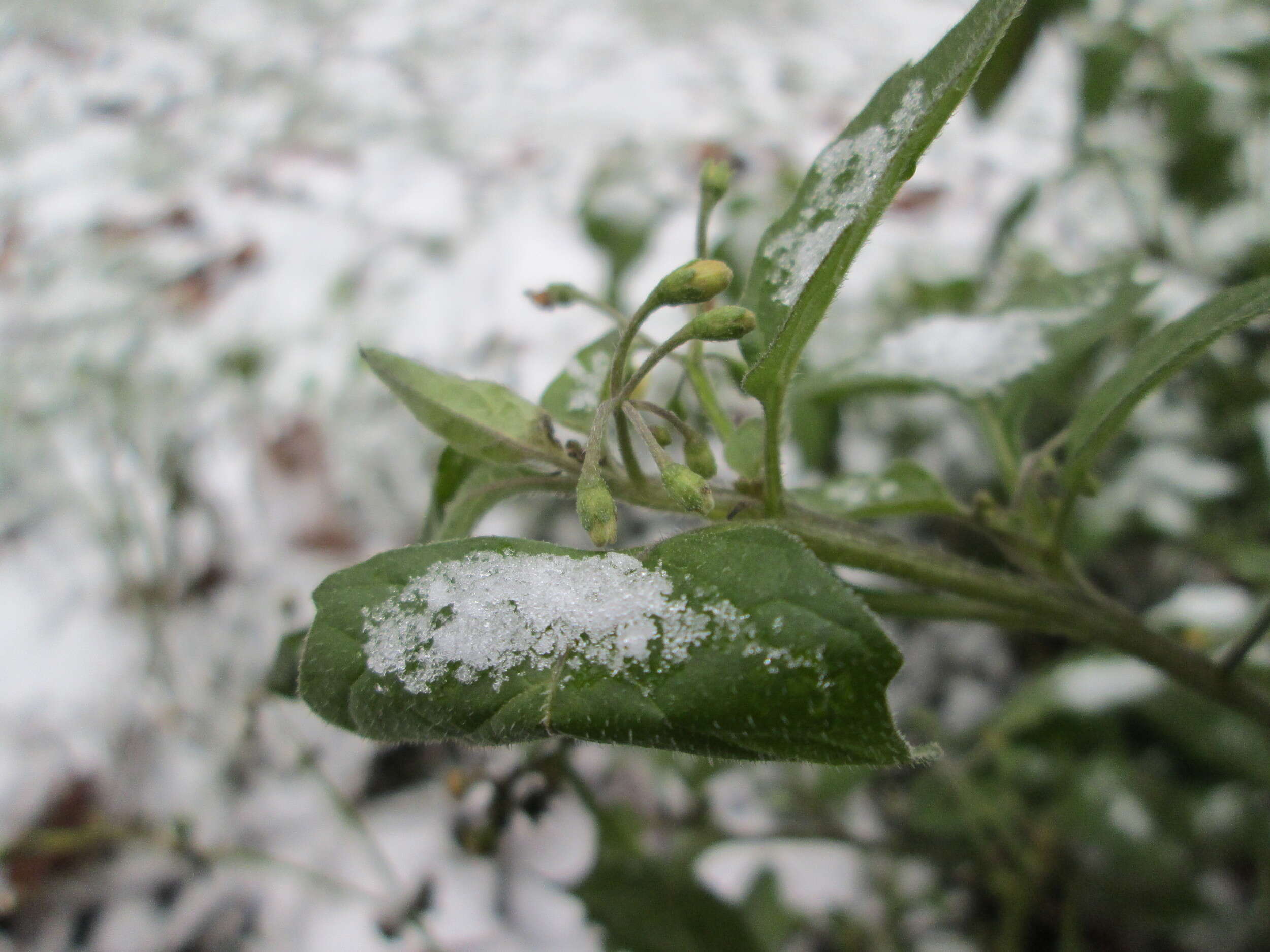 Plancia ëd Solanum nigrum L.