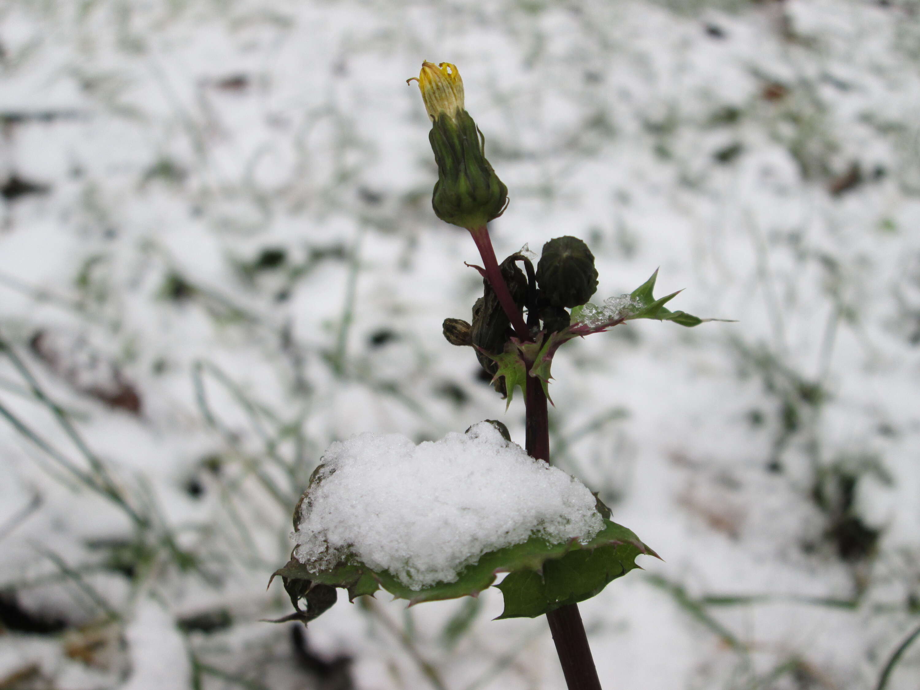 Plancia ëd Sonchus asper (L.) Hill