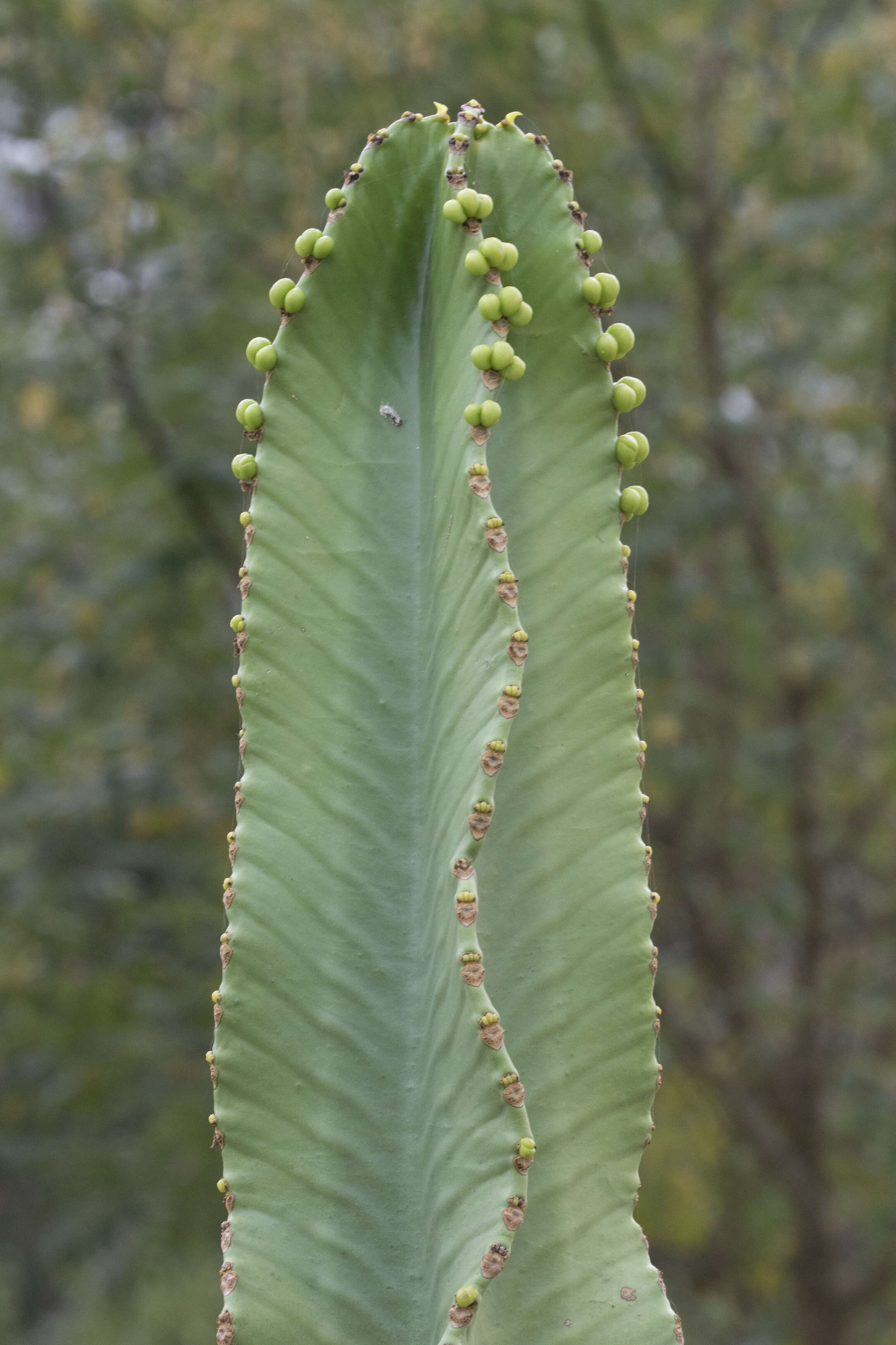 Imagem de Euphorbia ingens E. Mey. ex Boiss.