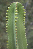 Imagem de Euphorbia ingens E. Mey. ex Boiss.