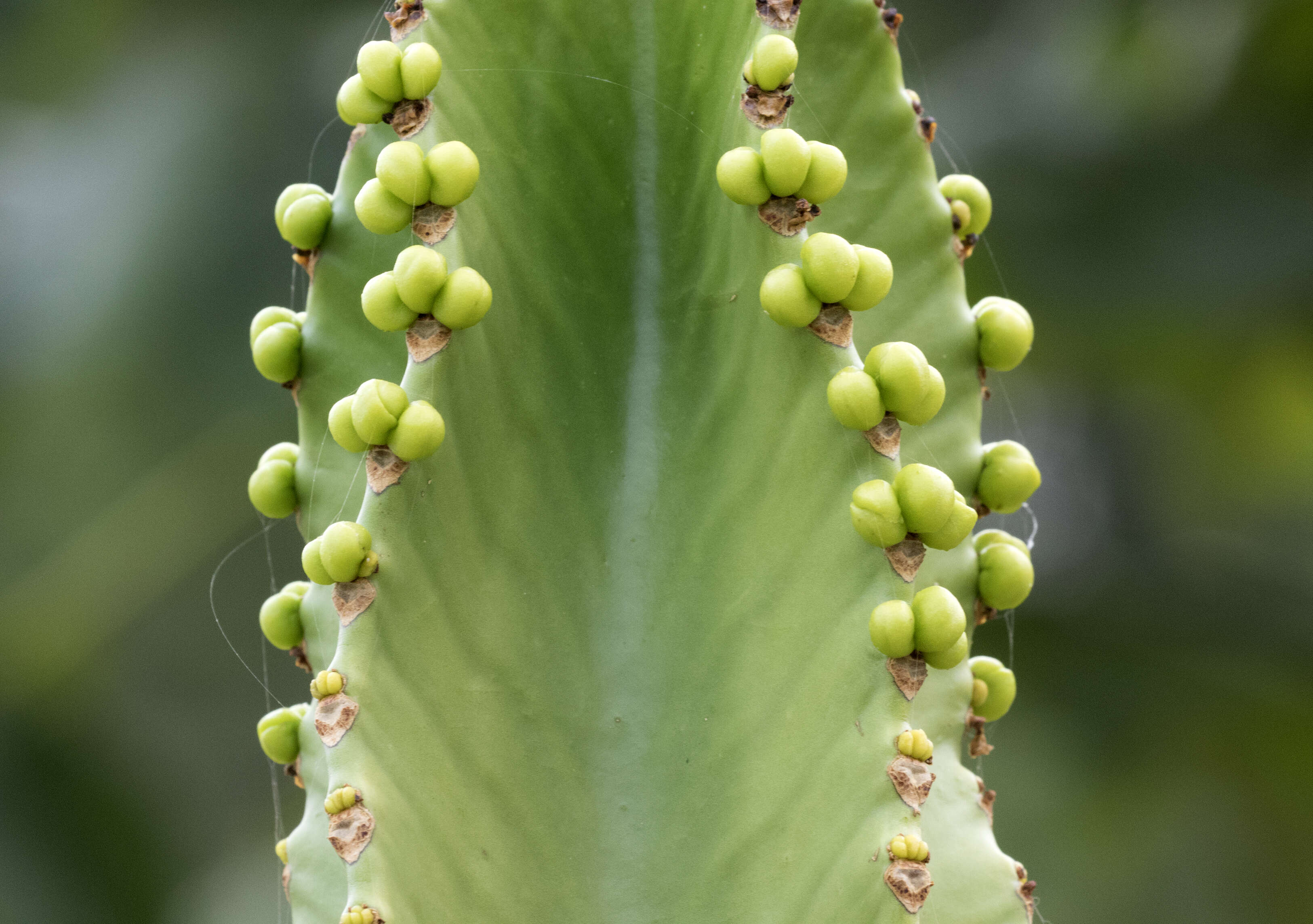 Imagem de Euphorbia ingens E. Mey. ex Boiss.