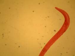 Image of Pinworm