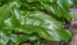 Image of Arum lily