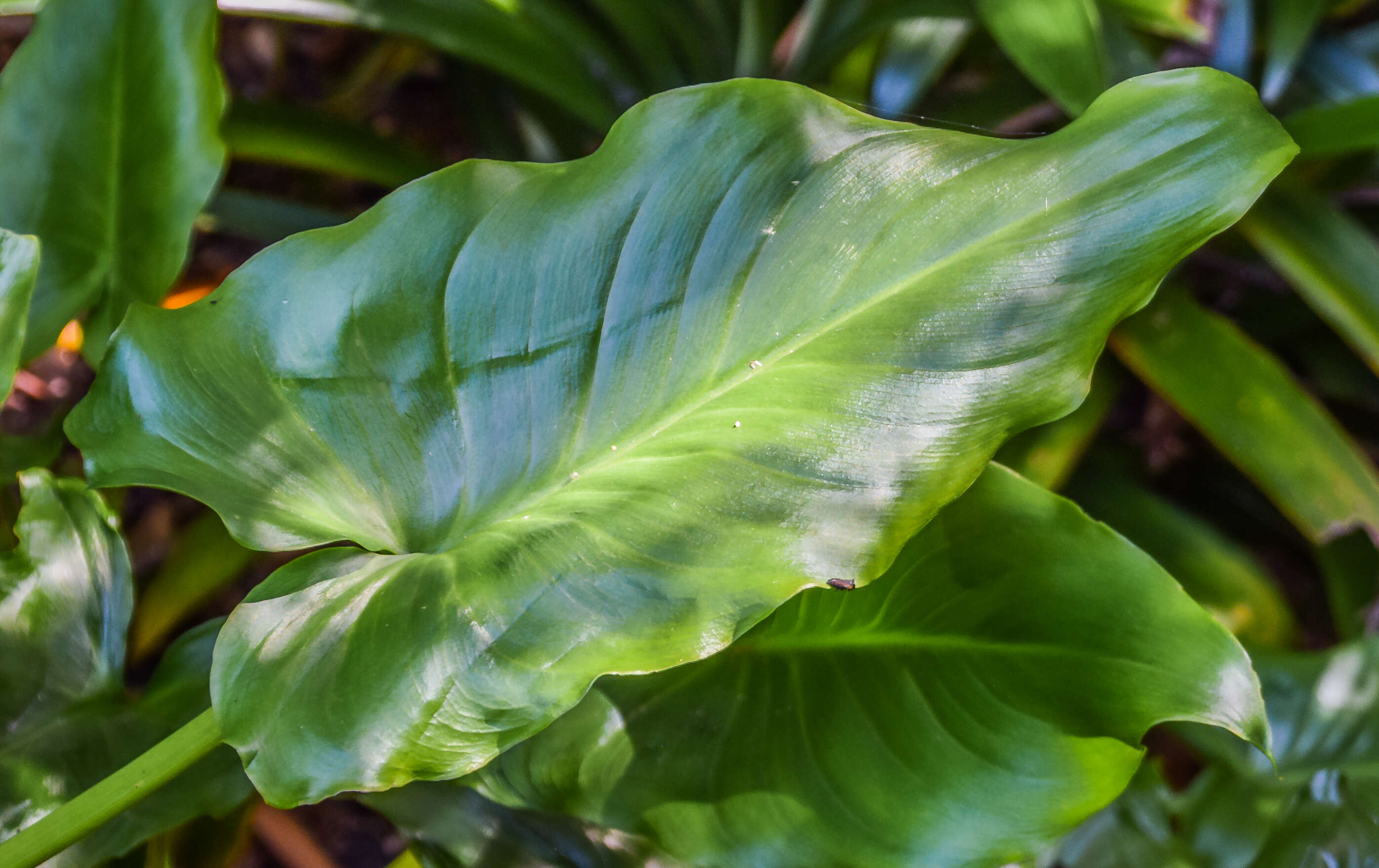 Image of Arum lily