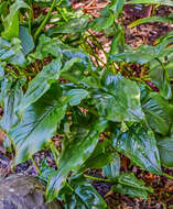 Image of Arum lily