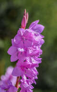 Imagem de Watsonia marginata (L. fil.) Ker Gawl.