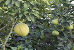 Image of Citrus maxima