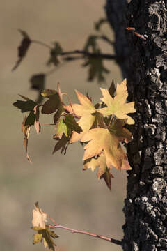 Image of Oriental Sweetgum