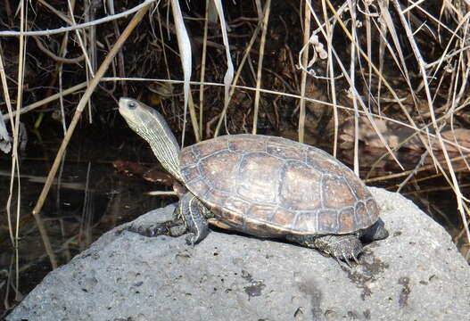 Image of Balkan pond turtle