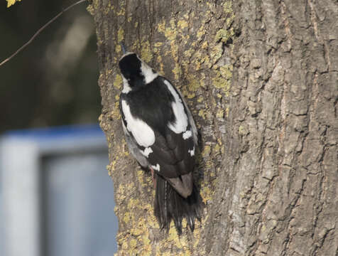 Image of Syrian Woodpecker