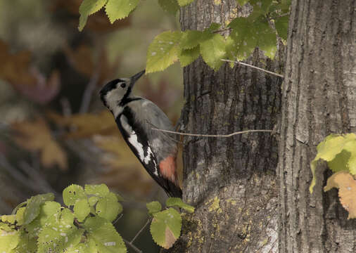 Image of Syrian Woodpecker