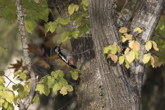 Image of Syrian Woodpecker