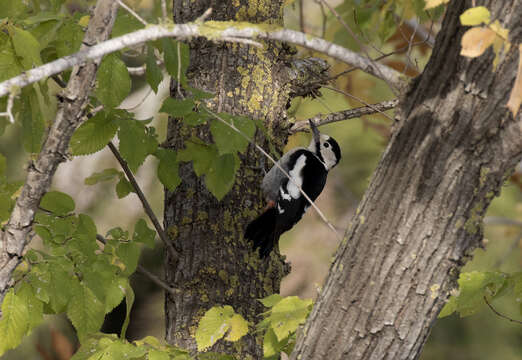 Image of Syrian Woodpecker