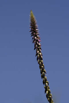 Image of Chaff-flower