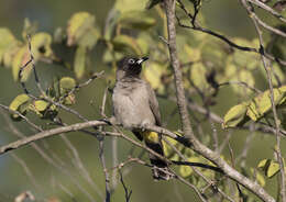 Image of White-eyed Bulbul