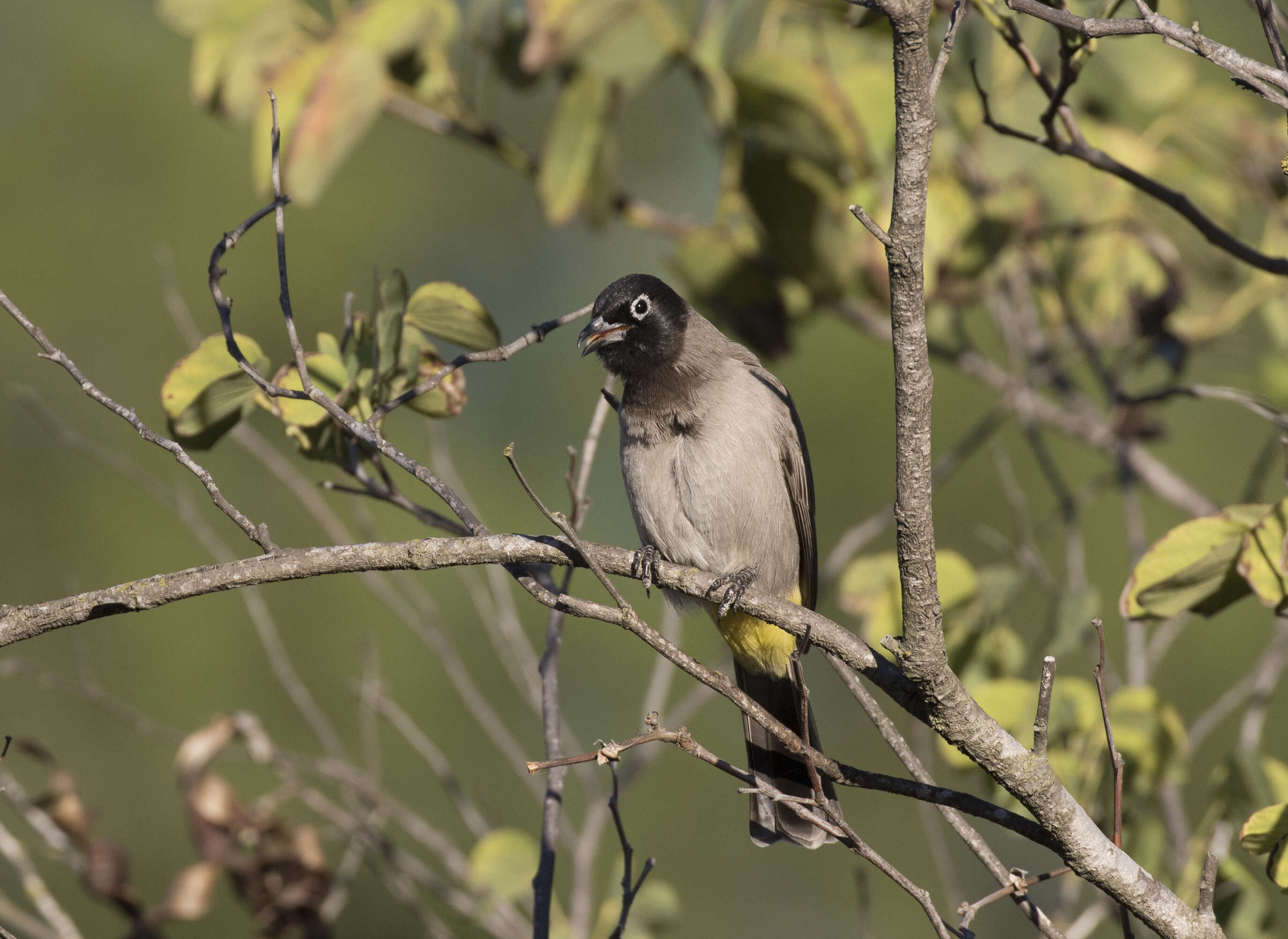 Image of White-eyed Bulbul