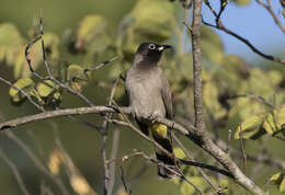 Image of White-eyed Bulbul