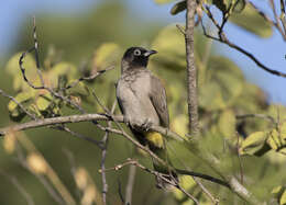 Image of White-eyed Bulbul