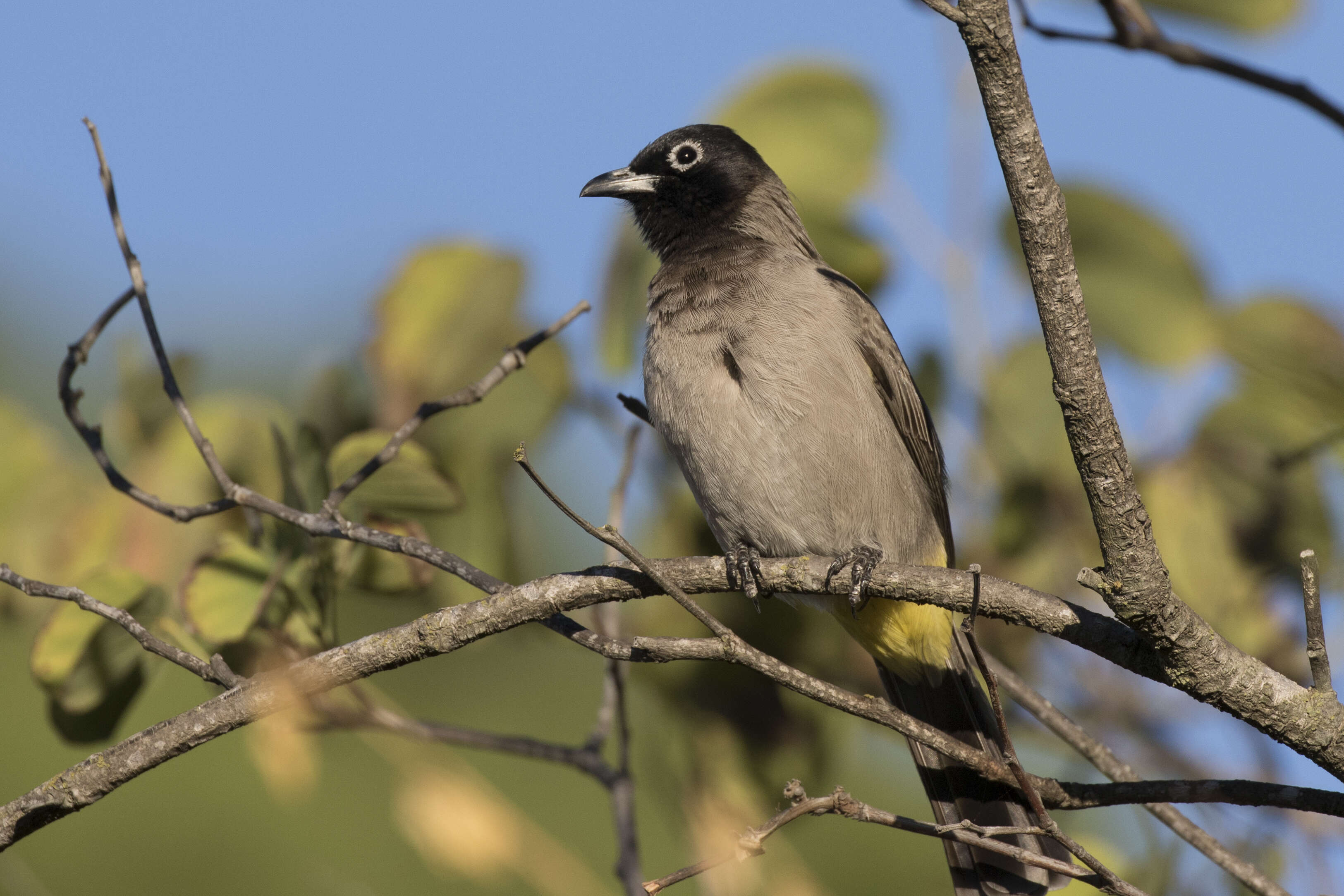 Image of White-eyed Bulbul