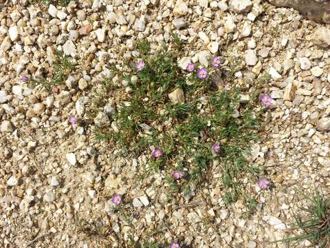 Image of red sandspurry