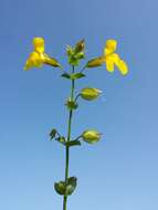 Image of Erythranthe guttata (DC.) G. L. Nesom