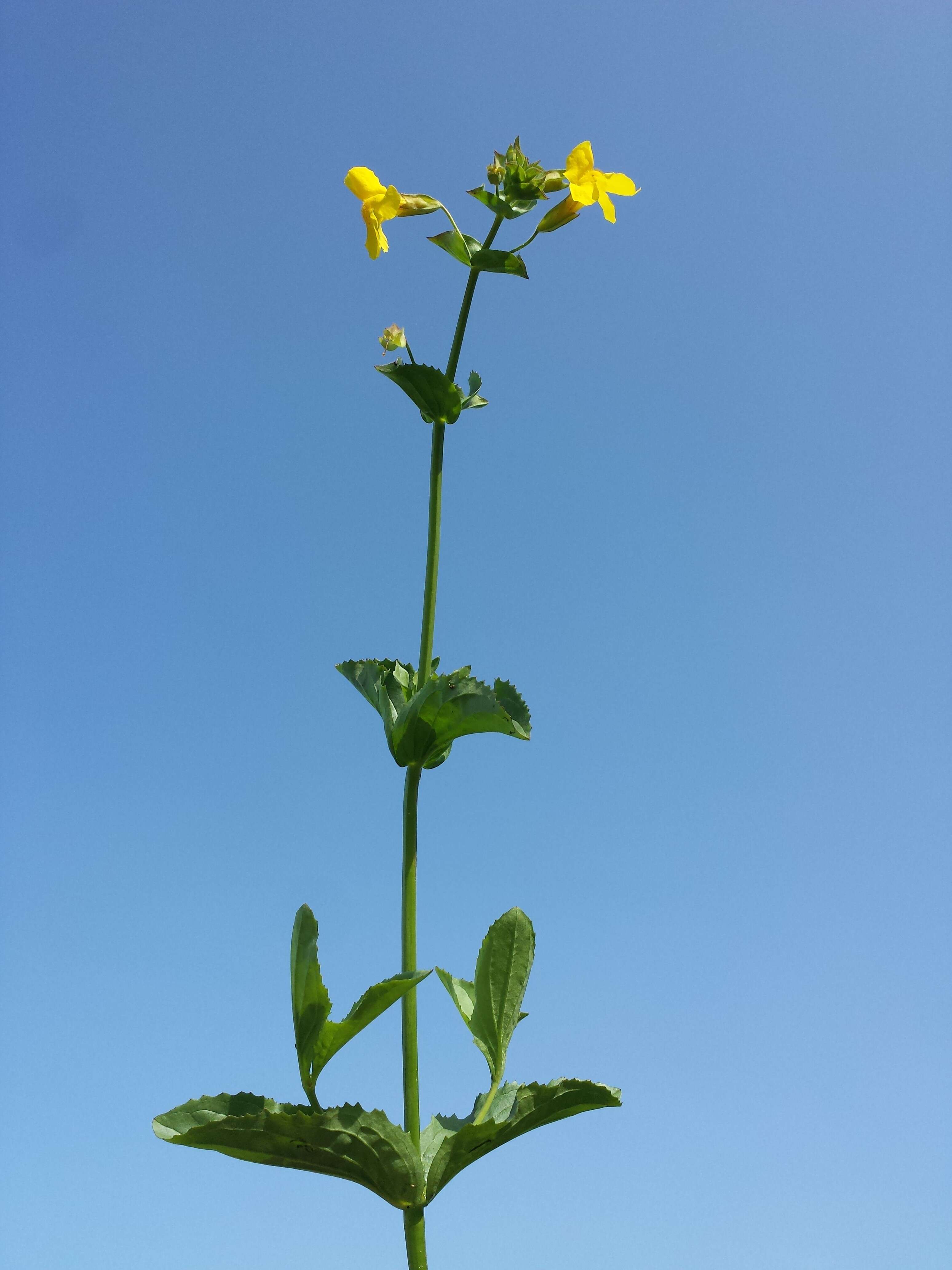 Image of Erythranthe guttata (DC.) G. L. Nesom