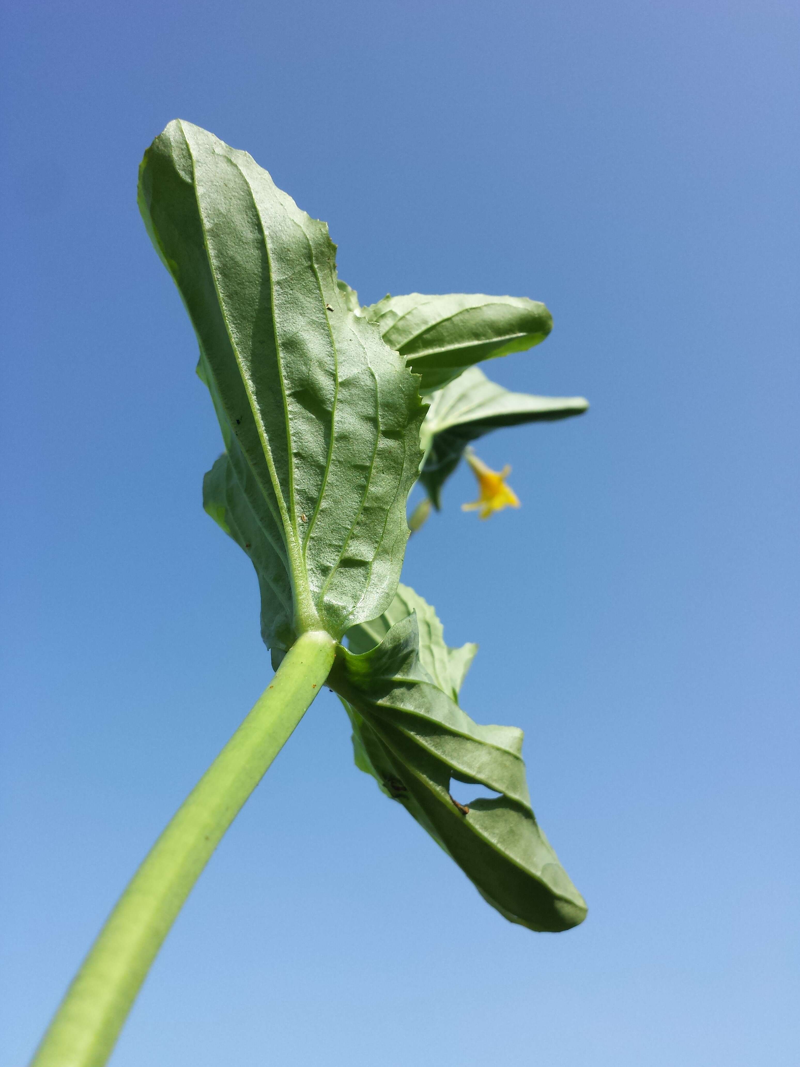 Image of Erythranthe guttata (DC.) G. L. Nesom